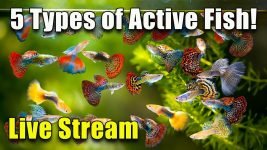 [LIVE]  5 Types of Active Fish For Your Aquarium and Fish Q&A! Plus a Giveaway!