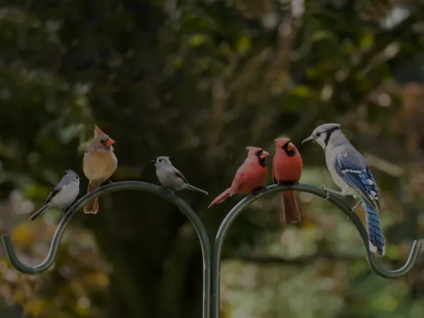Essentials for Happy Birds